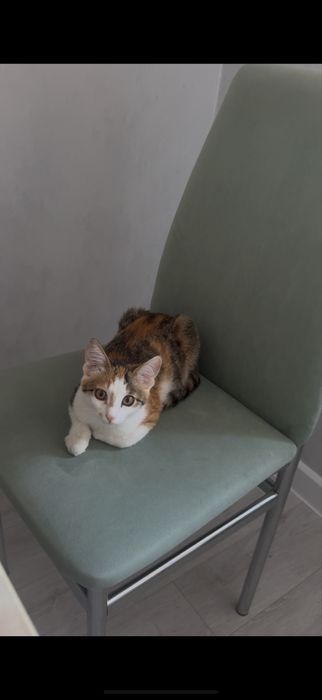 Отдам котенка в добрые руки