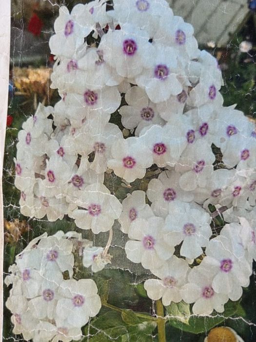 Продам цветы и саженцы