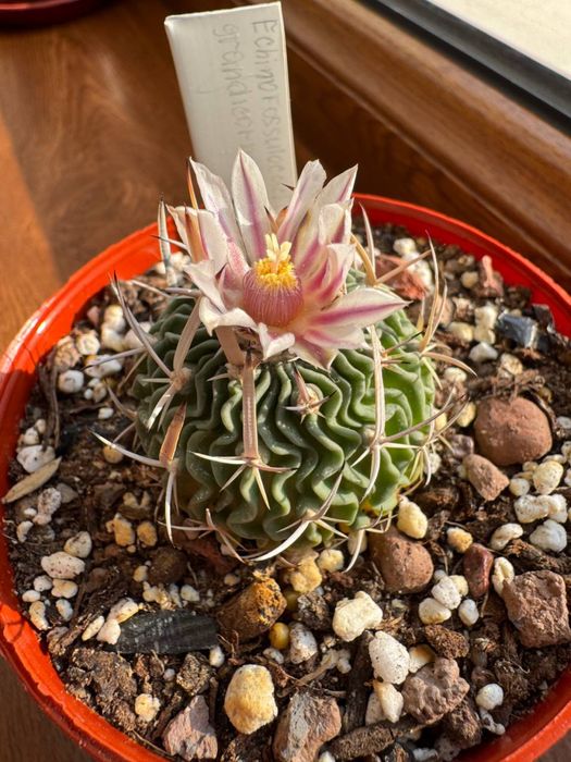 Кактус Echinofossulocactus grandicornus