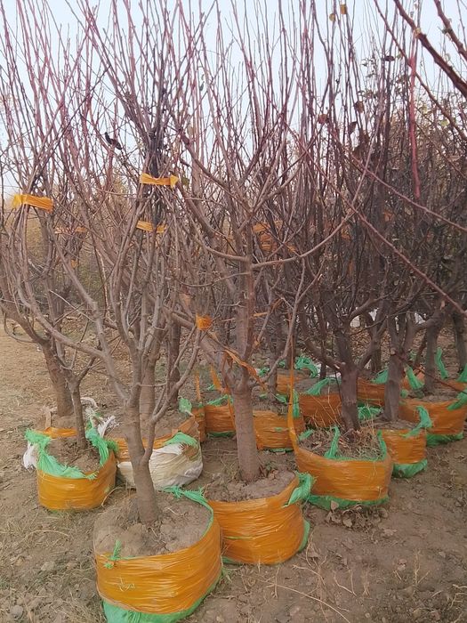 мавали дарахт кучатлари нархи кучатни ёши ва навига караб келишами