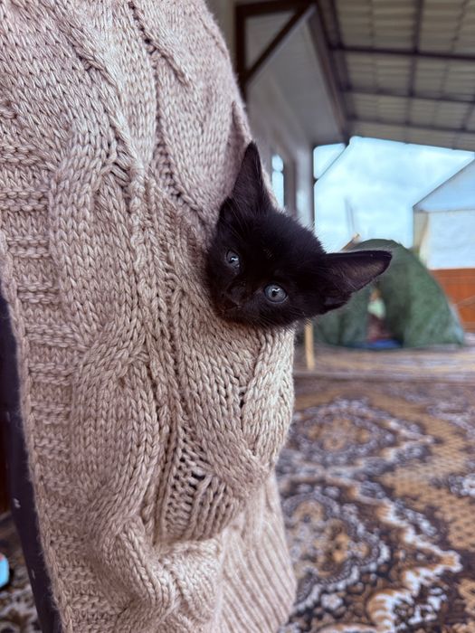 Котенок ищет себе дом , мальчик