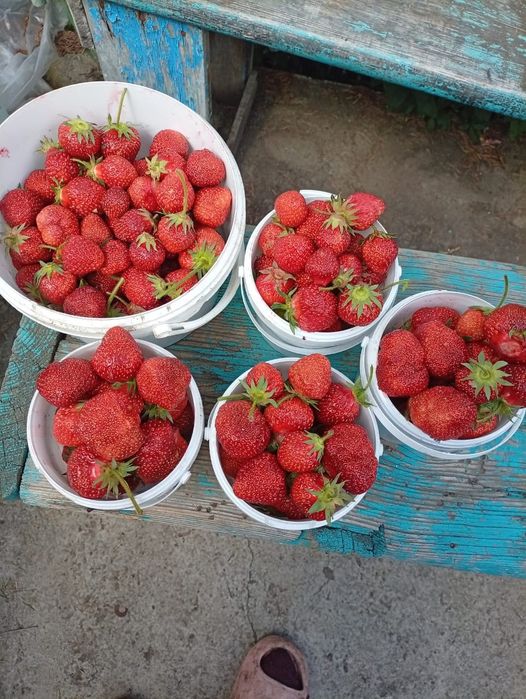 Продам клубнику ягоду свежесобрана