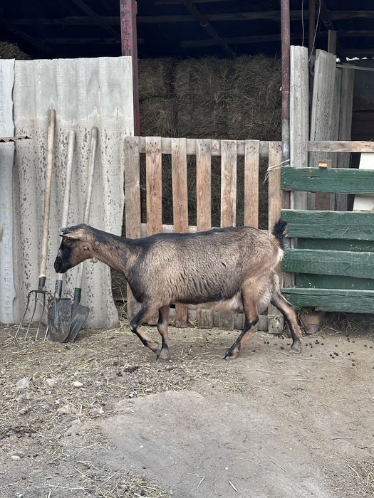 Альпийский ешкі сатылады