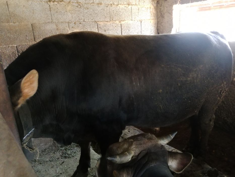 Семіз бұқа сатылады.