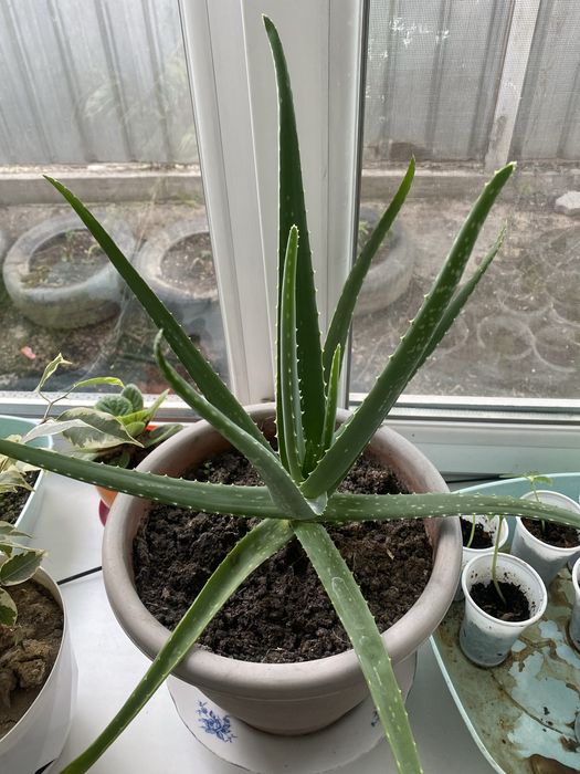 Каланхое, Алоэ, Алоэ древовидное, Хлорофитум