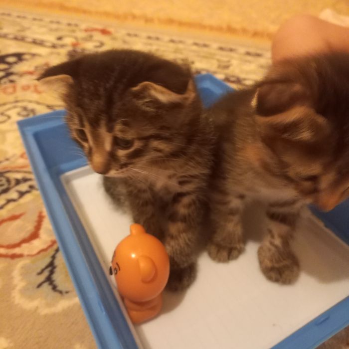 Вислоухие котята 1,5 месяца