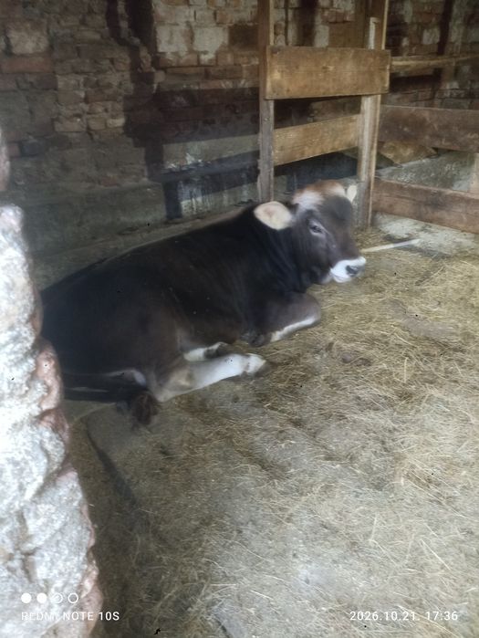 Brunā de maramures cu vitel