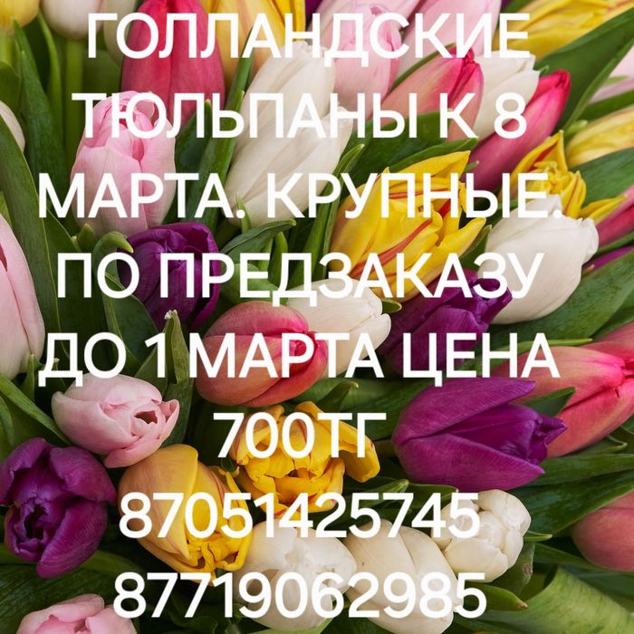 Тюльпаны к 8 марта ПРЕДЗАКАЗ