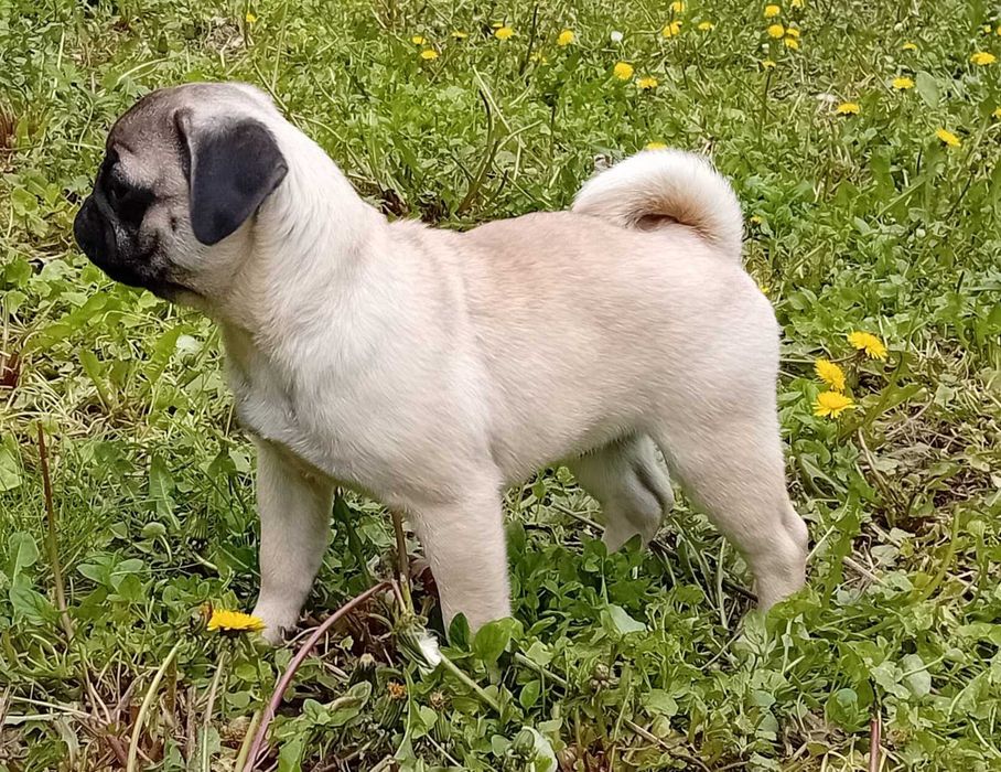femela pug mops