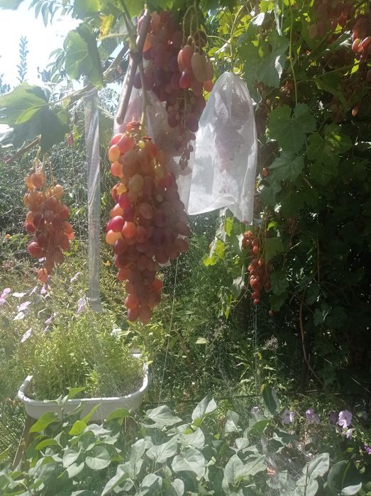 Виноград ризамат