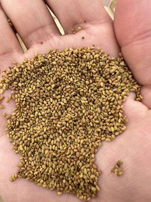 Жонышка Семена люцермерна