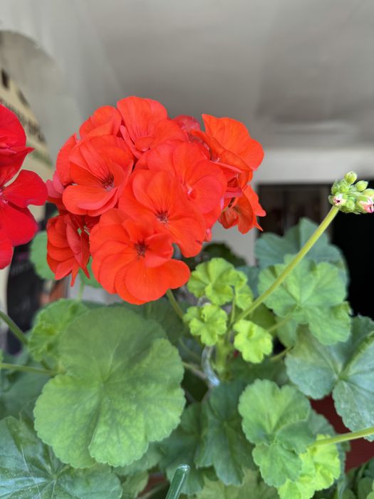 Герань, комнатные цветы