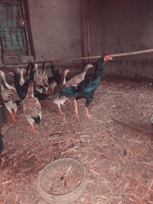 Dakan tuxmlari sotiladi