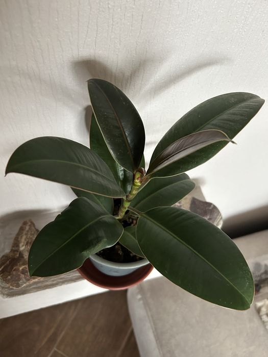 Фикус каучуконосный