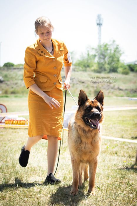 Продажа щенков немецкой овчарки