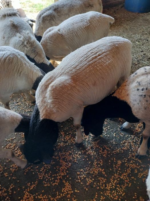 Vand oi , berbecuti si mielute dorper