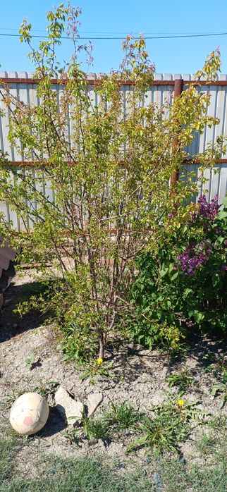 Саженец абрикос тал бесплатно абрекос