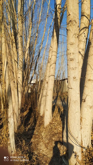 Калифорни терак сотилади нархини 20 000 Милон 70 туп бор