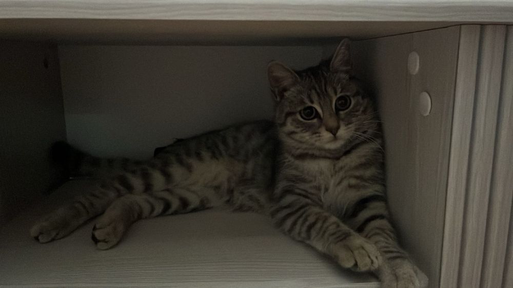 потерялась кошка