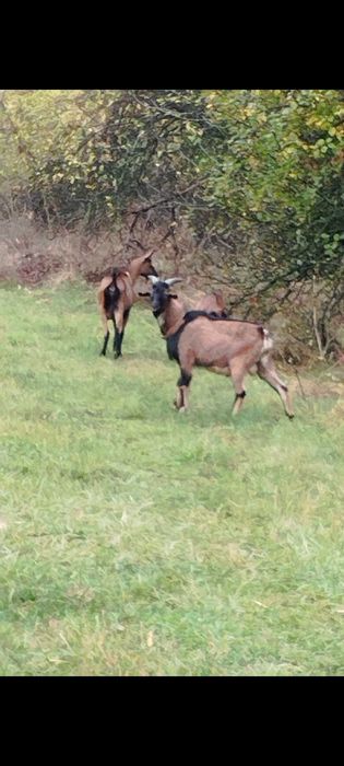 Vând țap  alpin  ,în vârstă de 10 luni