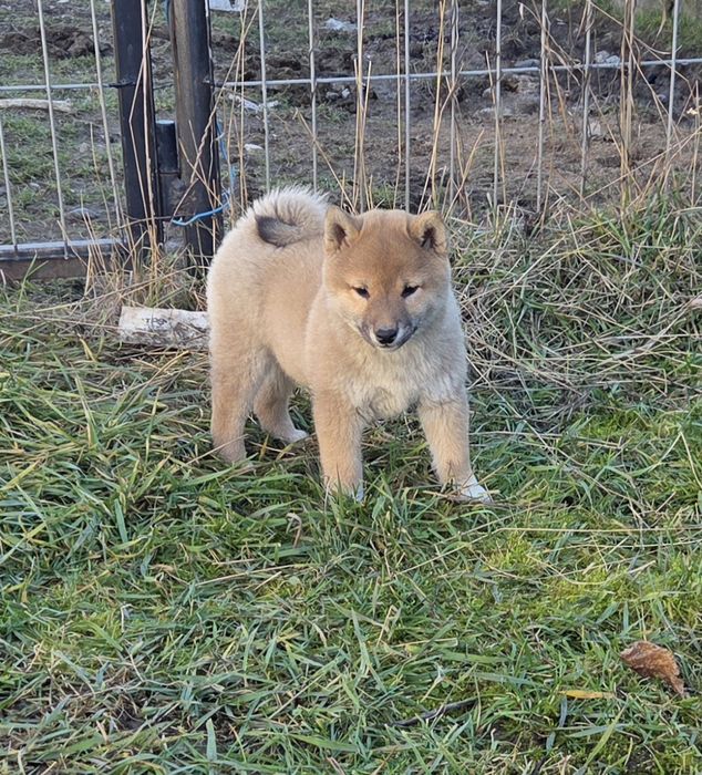 Vand mascul Shiba Inu