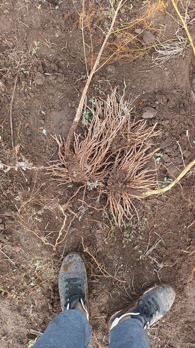 Radacini sparanghel anul 4 si anul 1