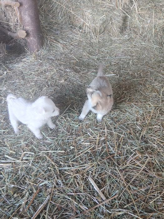 Щенки , мама лайка отец неивестенн