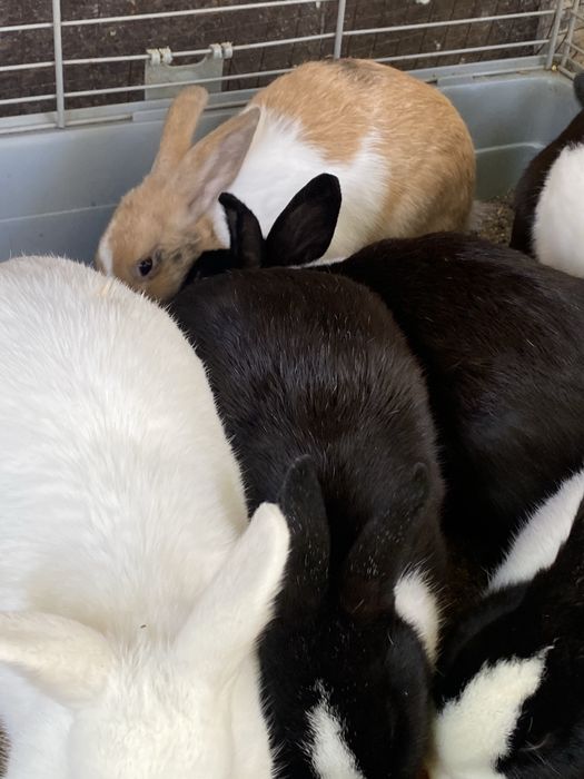 карликовые кролики