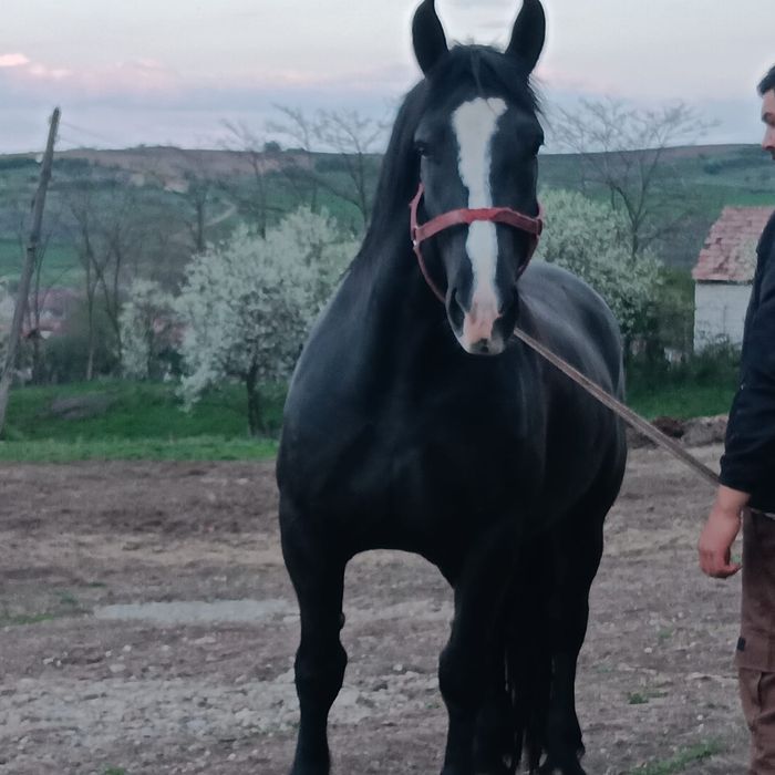 Vand sau schimb  iapa de 4-5 Ani