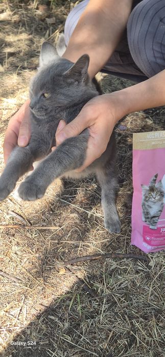 Котенца за отглеждане