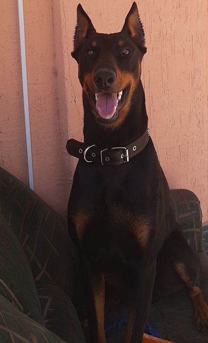 Доберман кабель для вязки