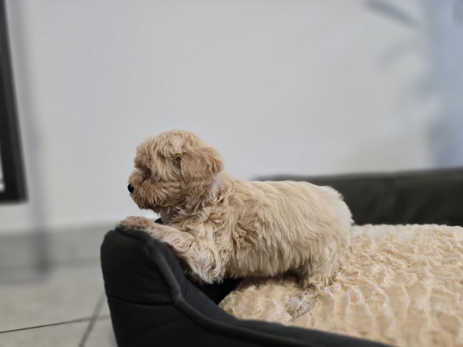 Pui Maltipoo mascul