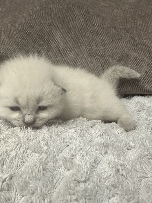 Кошечка - полушотландка