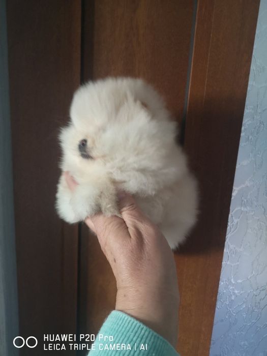 Померан мини