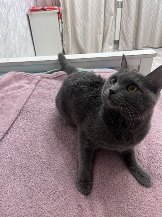 Кошка Британский