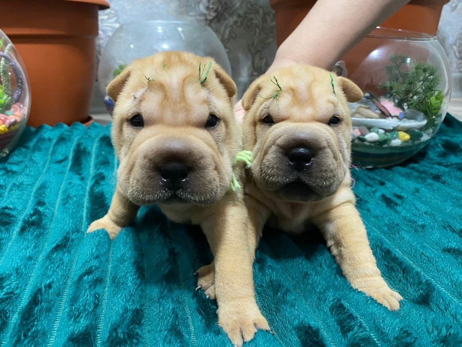 Очаровашки щенки шарпея.