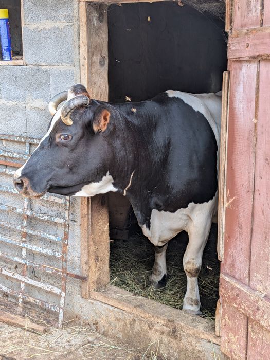 Vacă gestantă și taur