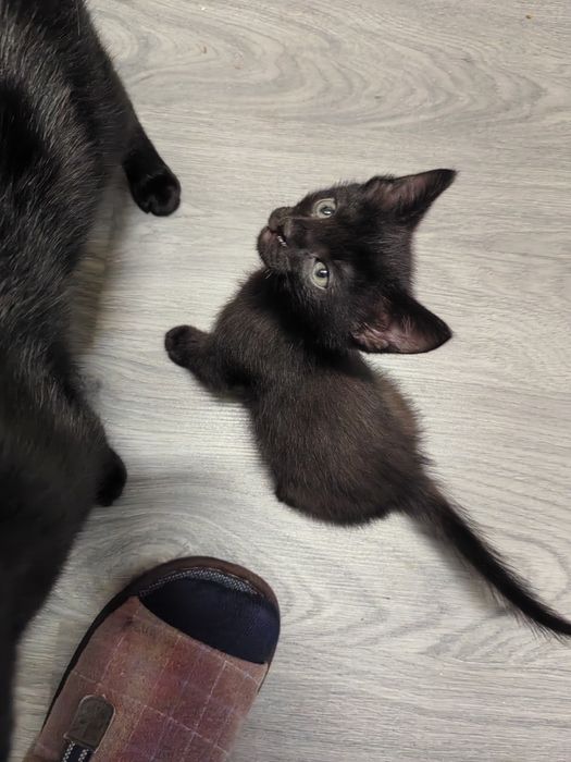 Отдам котёнка в хорошие руки