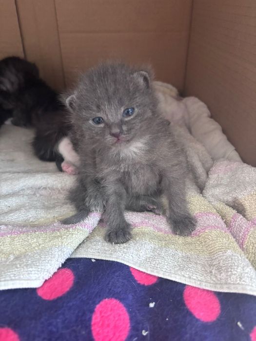 Отдам милых котят бесплатно