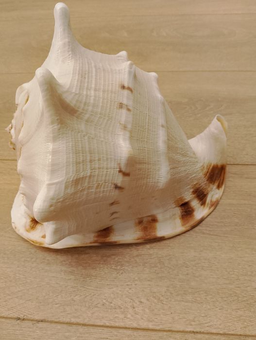 Vând scoica  naturală masivă 25 cm