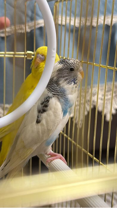 Попугай пара волнистые