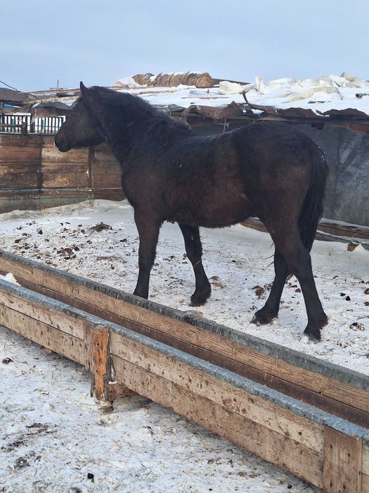 Продам жеребца полутяж.