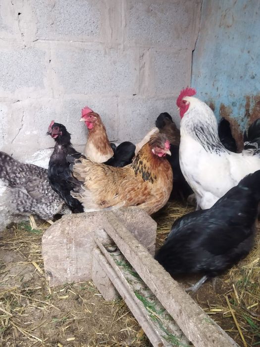 Продам куры домашние