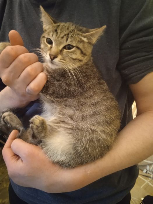 Отдам котенка 4 мес