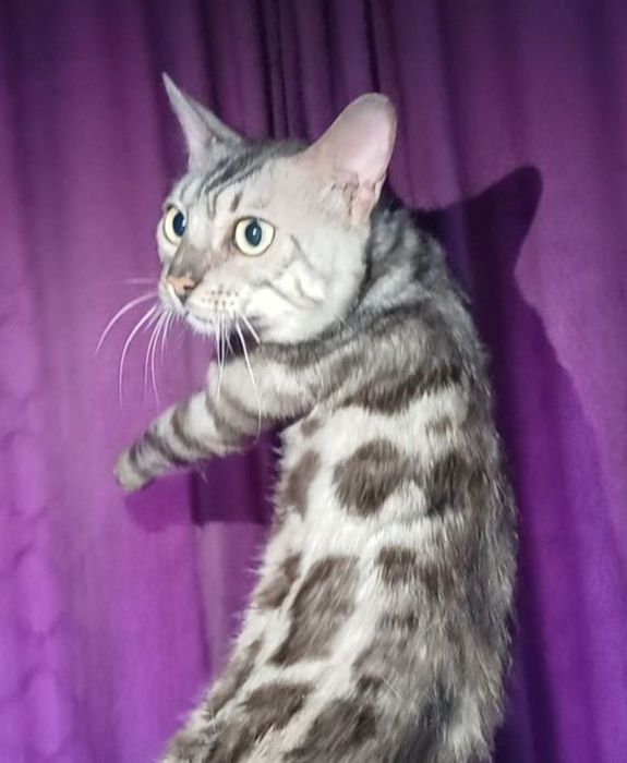 Продам Бенгальского кота (серебро)