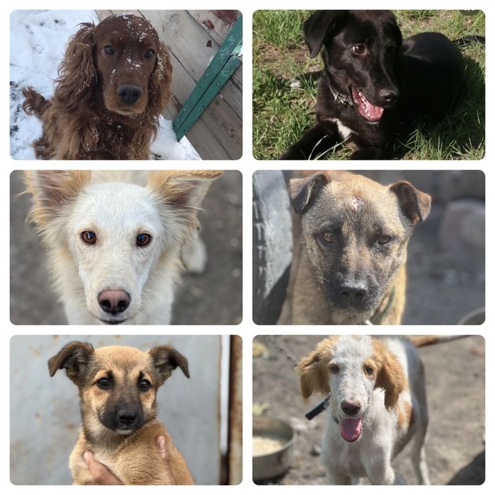 Собаки в хорошие руки