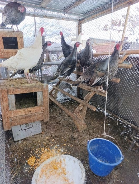 Индюк индюки индюки