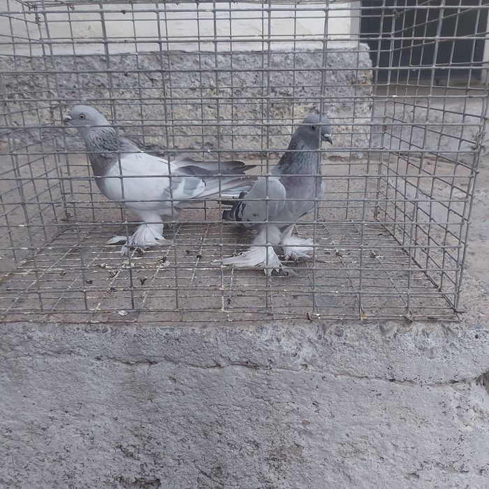 Касани пара гатовый лет с игрой сталбом