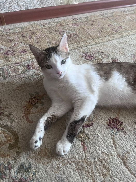 Кошка, домашняя. Отдам в добрые руки.