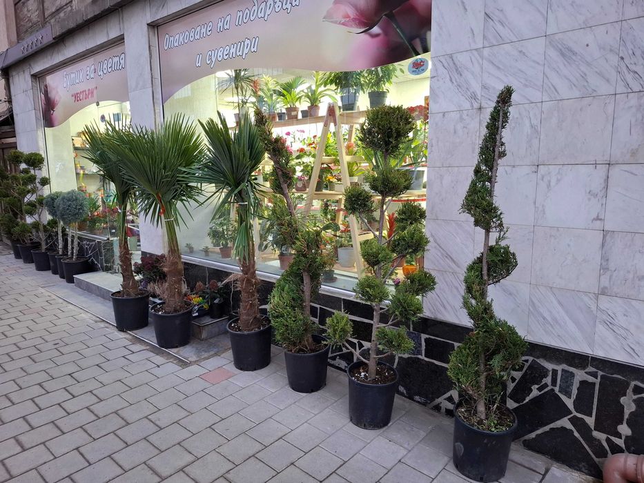 Аризонска топка, разстение отлично качество